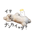 犬（トイプードル）の日常（個別スタンプ：11）