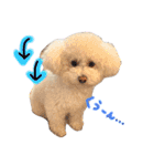 犬（トイプードル）の日常（個別スタンプ：12）
