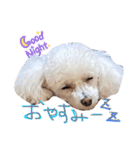 犬（トイプードル）の日常（個別スタンプ：13）