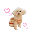 犬（トイプードル）の日常（個別スタンプ：14）