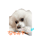 犬（トイプードル）の日常（個別スタンプ：16）