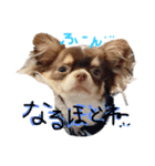 犬（チワワ）の日常（個別スタンプ：12）
