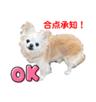 ちょんまげトリオと家族達（個別スタンプ：8）