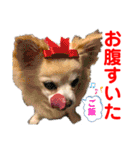 ちょんまげトリオと家族達（個別スタンプ：18）