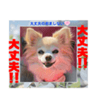 ちょんまげトリオと家族達（個別スタンプ：21）