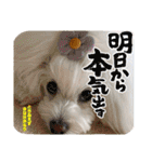 ちょんまげトリオと家族達（個別スタンプ：24）