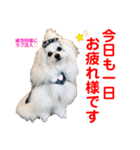 ちょんまげトリオと家族達（個別スタンプ：31）