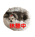 ちょんまげトリオと家族達（個別スタンプ：36）