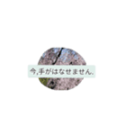 月山線雷印日薬寿鉢マルチダ山本壱（個別スタンプ：6）