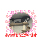 いろいろとりどり15（個別スタンプ：4）