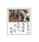 うちのかわいいおちゃんこ2（個別スタンプ：7）