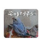 鳥郵票3（個別スタンプ：2）