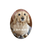 圧倒的勝利者②（個別スタンプ：6）