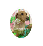 圧倒的勝利者②（個別スタンプ：8）