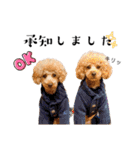 トイプードルの親子 テディ（個別スタンプ：9）