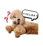 トイプードルの親子 テディ（個別スタンプ：11）