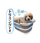 トイプードルの親子 テディ（個別スタンプ：18）
