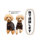 トイプードルの親子 テディ（個別スタンプ：21）