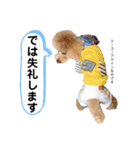 トイプードルの親子 テディ（個別スタンプ：24）