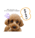 トイプードルの親子 テディ（個別スタンプ：26）