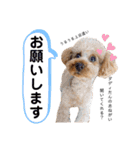 トイプードルの親子 テディ（個別スタンプ：27）