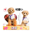 トイプードルの親子 テディ（個別スタンプ：31）
