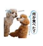 トイプードルの親子 テディ（個別スタンプ：32）