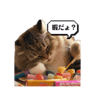 ゲーマー猫ちゃん（個別スタンプ：1）