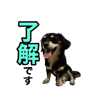 元気いっぱいワンワンスタンプ（個別スタンプ：2）
