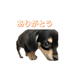 元気いっぱいワンワンスタンプ（個別スタンプ：7）