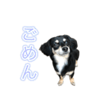 元気いっぱいワンワンスタンプ（個別スタンプ：8）