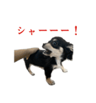 元気いっぱいワンワンスタンプ（個別スタンプ：14）