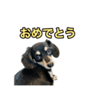 元気いっぱいワンワンスタンプ（個別スタンプ：22）