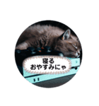 ニート猫の1日（個別スタンプ：6）