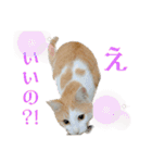 My pet name is Neko .（個別スタンプ：17）