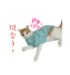 My pet name is Neko .（個別スタンプ：19）