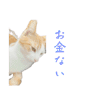 My pet name is Neko .（個別スタンプ：37）