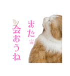 My pet name is Neko .（個別スタンプ：40）