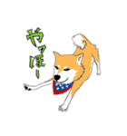 柴犬（赤×黒）（個別スタンプ：2）