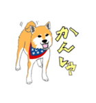 柴犬（赤×黒）（個別スタンプ：3）