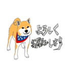 柴犬（赤×黒）（個別スタンプ：4）