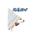 柴犬（赤×黒）（個別スタンプ：6）