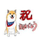 柴犬（赤×黒）（個別スタンプ：12）