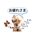 愛犬スタンプトイプードル（個別スタンプ：1）