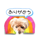 愛犬スタンプトイプードル（個別スタンプ：2）