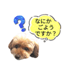 愛犬スタンプトイプードル（個別スタンプ：14）