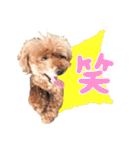 愛犬スタンプトイプードル（個別スタンプ：15）