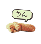 愛犬スタンプトイプードル（個別スタンプ：17）