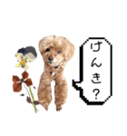 愛犬スタンプトイプードル（個別スタンプ：19）