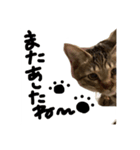 第2弾〜メメお帰りなさい祝い〜（個別スタンプ：4）
